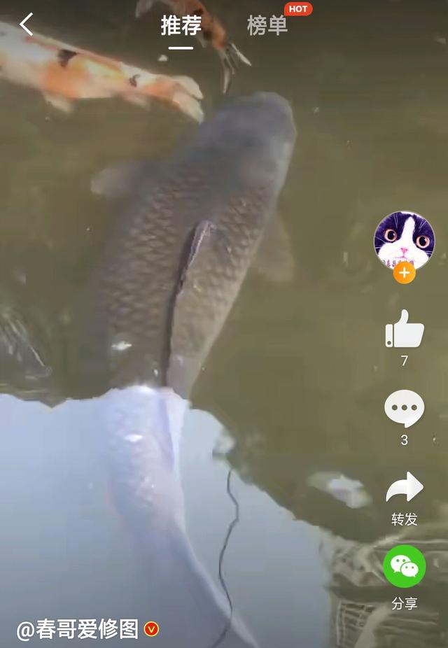 重慶明星魚莽子，科技引領(lǐng)潮流，重塑生活體驗(yàn)新標(biāo)桿