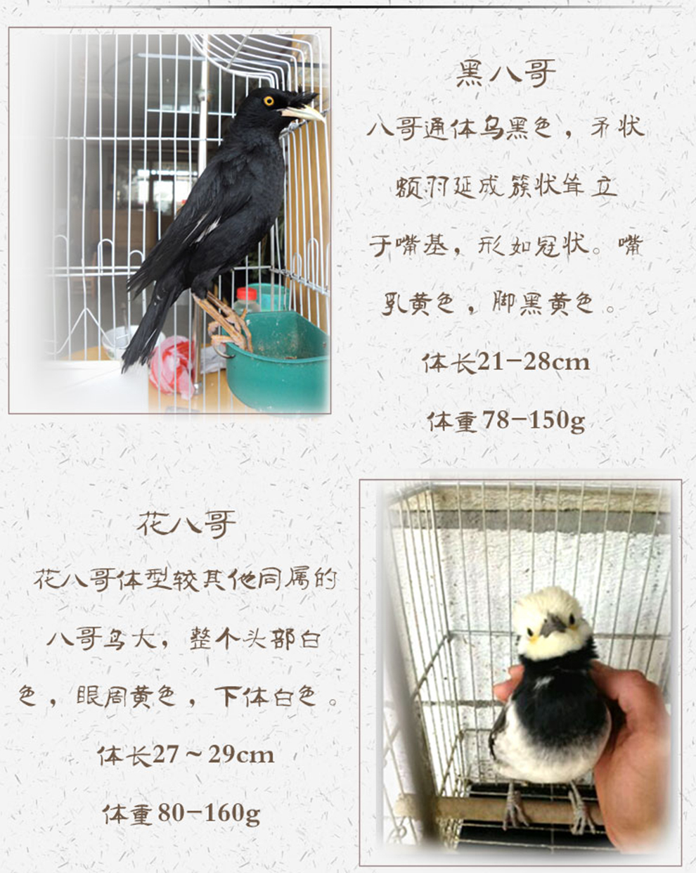 八哥價格詳解，購買指南與考慮因素全解析