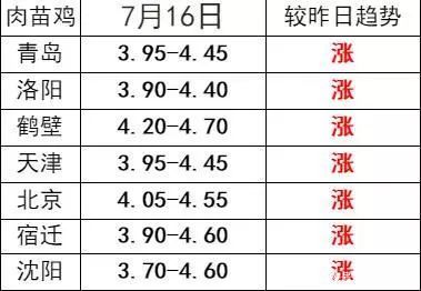 全面指南，掌握雞市場價格的最新動態(tài)與趨勢分析