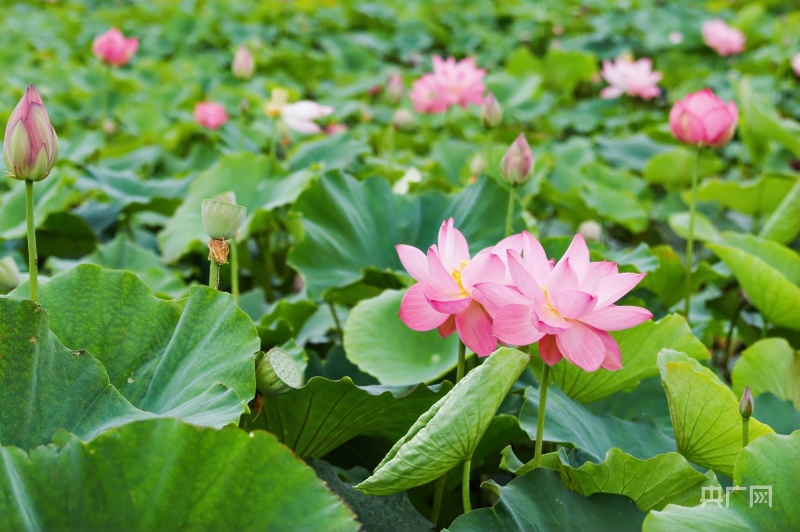 荷花社區(qū)最新發(fā)展脈絡(luò)與時代地位追溯