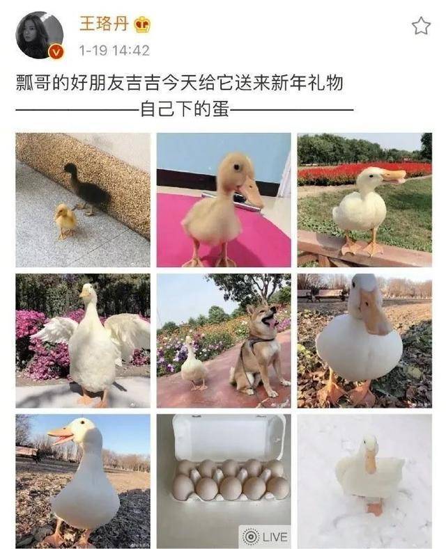 最新鴨子網(wǎng)使用指南，任務(wù)完成與技能提升攻略