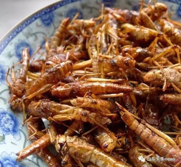揭秘蝗蟲最新動(dòng)態(tài)，如何觀看與學(xué)習(xí)關(guān)于蝗蟲最新視頻資訊