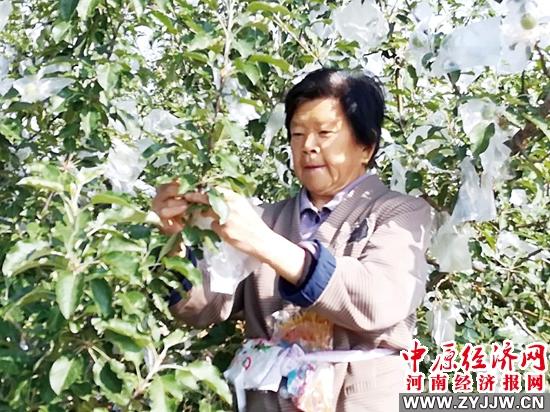 最新蘋果紙袋套袋器及其使用指南
